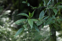 Viburnum urceolatum, photograph (c) 曾昱承 Yu-Cheng Zeng, some rights reserved (CC BY)