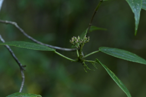 Viburnum urceolatum, photograph 6