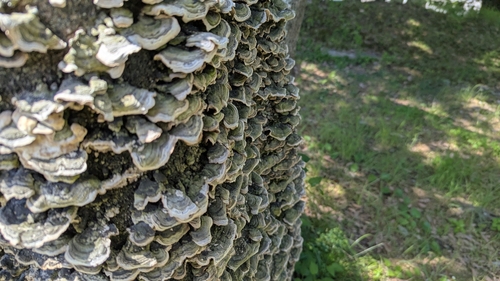 Trametes versicolor