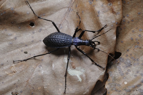 Carabus osawai