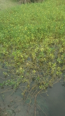 Ludwigia taiwanensis
