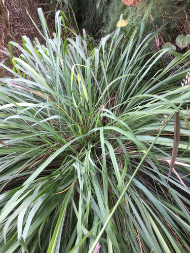 Eastern Gamagrass (Nash Prairie Plants List) · iNaturalist