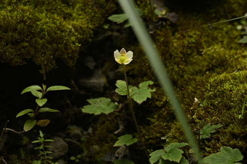 Eriocapitella vitifolia, photograph 4