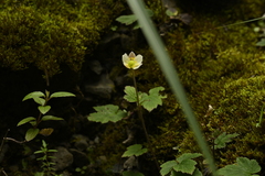 Eriocapitella vitifolia, photograph 曾昱承 Yu-Cheng Zeng, CC BY, iNaturalist via GBIF