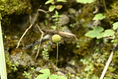 Eriocapitella vitifolia, photograph 曾昱承 Yu-Cheng Zeng, CC BY, iNaturalist via GBIF