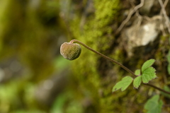 Eriocapitella vitifolia, photograph 曾昱承 Yu-Cheng Zeng, CC BY, iNaturalist via GBIF