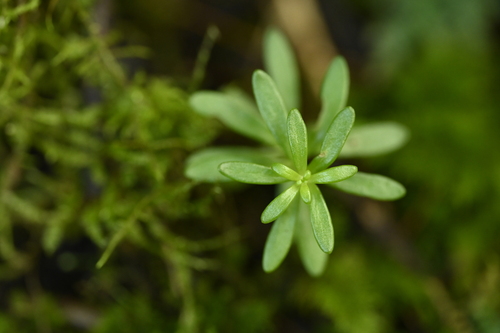 Sedum microsepalum