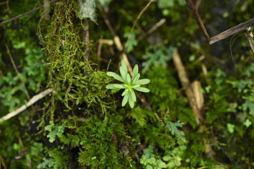 Sedum microsepalum 2