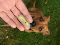 Calliteara pudibunda