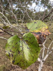 Cercis canadensis texensis