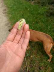 Calliteara pudibunda