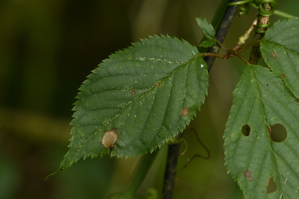 Prunus transarisanensis; photograph (c) 曾昱承 Yu-Cheng Zeng, some rights reserved (CC BY)