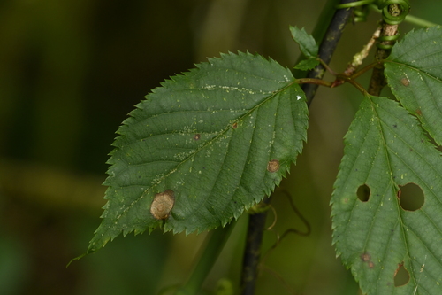 Prunus transarisanensis