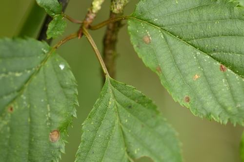 Prunus transarisanensis, photograph 2