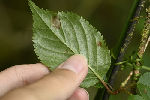 Prunus transarisanensis, photograph 1