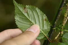 (c) 曾昱承 Yu-Cheng Zeng, some rights reserved (CC BY) Prunus transarisanensis, photograph (c) 曾昱承 Yu-Cheng Zeng, some rights reserved (CC BY)