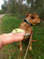 Calliteara pudibunda