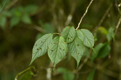 Prunus transarisanensis, photograph 3