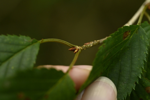 Prunus transarisanensis, photograph 4