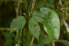(c) 曾昱承 Yu-Cheng Zeng, some rights reserved (CC BY) Prunus transarisanensis, photograph (c) 曾昱承 Yu-Cheng Zeng, some rights reserved (CC BY)