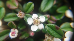Cotoneaster morrisonensis