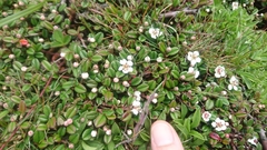 Cotoneaster morrisonensis