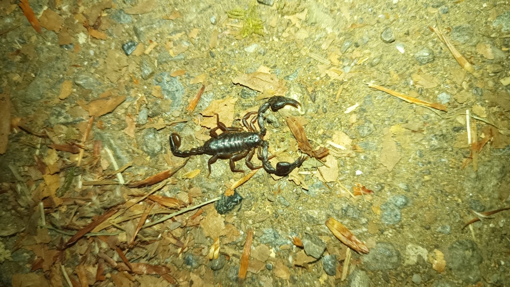 Euscorpius calabriae