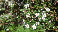 Cotoneaster morrisonensis