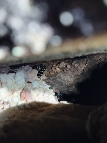 Broad-headed Snake sighting