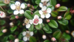 Cotoneaster morrisonensis