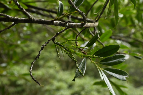 Oriental korthal mistletoe (Korthalsella japonica)