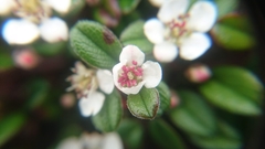 Cotoneaster morrisonensis