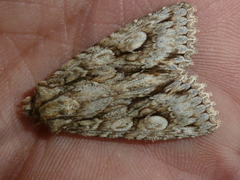 Meganephria bimaculosa