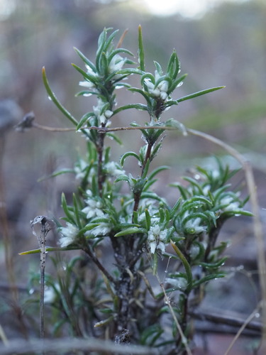 nodding lily (Laxmannia sessiliflora)