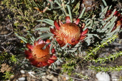 Protea pendula