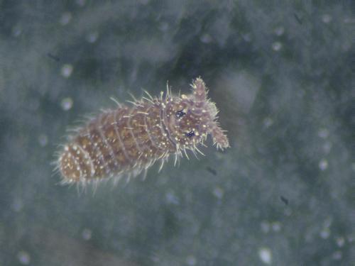 Representative image of Ceratophysella gibbosa