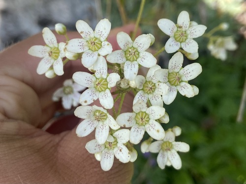 Encrusted Saxifrage (Saxifraga hostii)