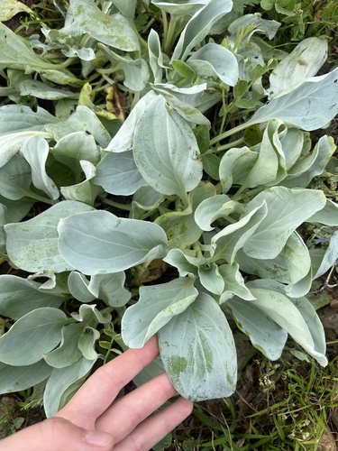 Mertensia simplicissima, photograph 5