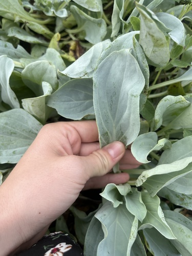 Mertensia simplicissima, photograph 6