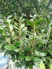Diospyros ferrea