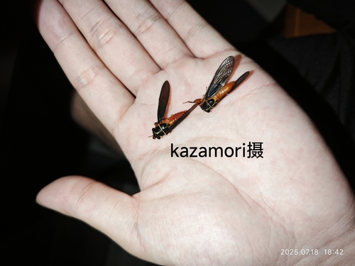 Scieroptera splendidula