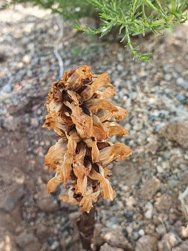 Orobanche coerulescens, photograph 4