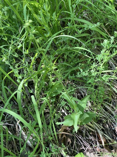 Mueller's helleborine (Epipactis muelleri)