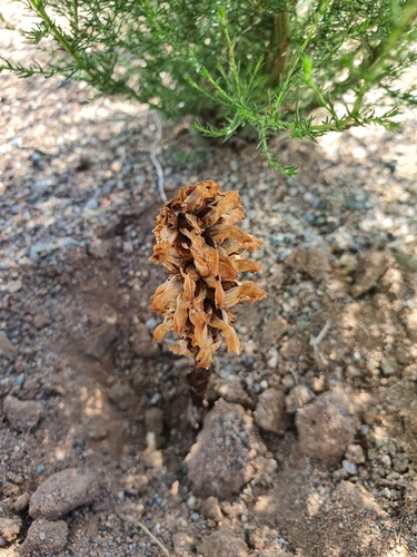 Orobanche coerulescens, photograph 5