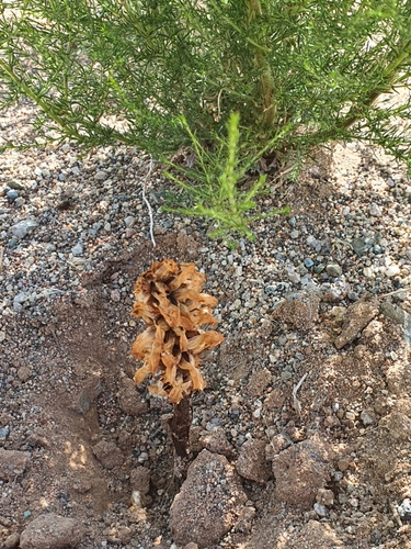 Orobanche coerulescens, photograph 6