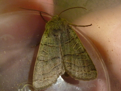 Agrochola humilis
