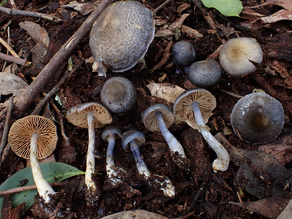 Cortinarius austroevernius · July 2025 · photo: © oqt (iNaturalist, cc-by)