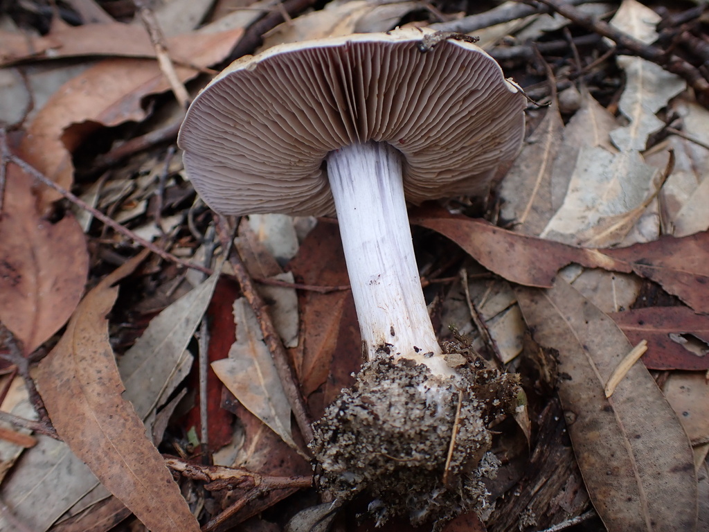 Phlegmacium coelopus