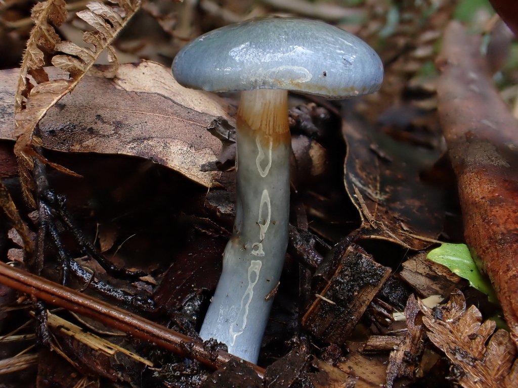 Cortinarius rotundisporus · July 2025 · photo: © oqt (iNaturalist, cc-by)