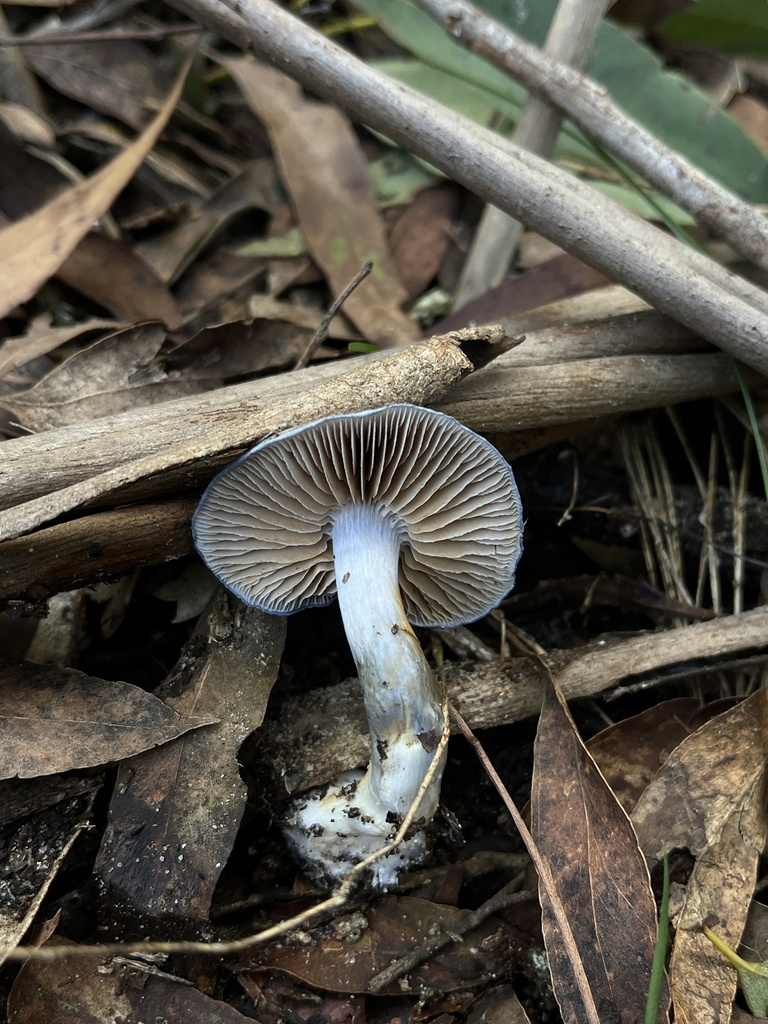 Cortinarius rotundisporus · July 2025 · photo: © oqt (iNaturalist, cc-by)